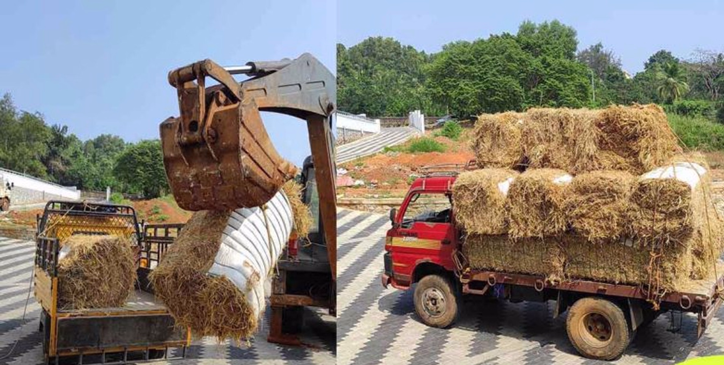 വൈക്കോല്‍  ക്ഷാമം ; വടകരയിലെ  ക്ഷീര കര്‍ഷകര്‍  പ്രതിസന്ധിയില്‍